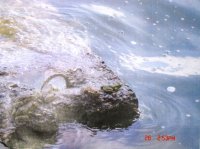 «Водный мир. И это всё наше?», Копылова Валерия (серия из четырёх работ), 15 лет,