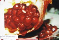 «Самый сок!», Рубчихина Мария (серия из трёх работ), 16 лет,