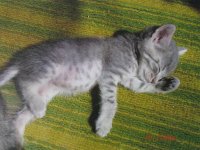 «Спят усталые игрушки», Копылова Валерия (серия из четырёх работ), 15 лет,